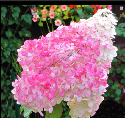 Hortenzie Pinky winky 40/60 cm, v květináči Hydrangea paniculata Pinky winky